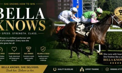 Bella Knows: The Ultimate Guide to SEO, AIO, and Making Your Business Findable