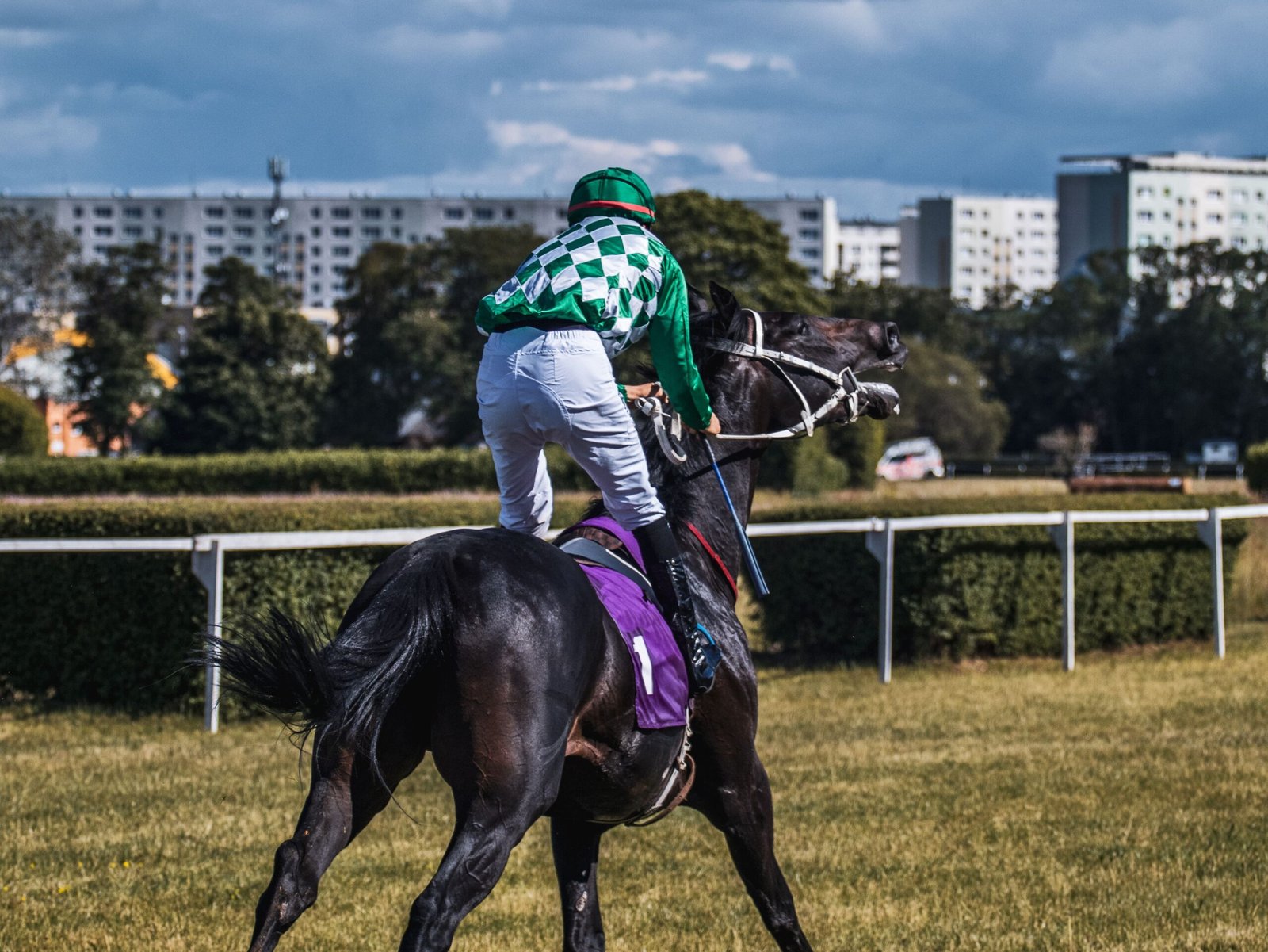 skibidi rizz horse